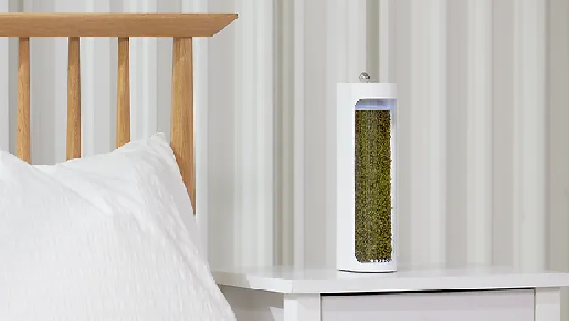 Moss Air Humidifier and Purifier
